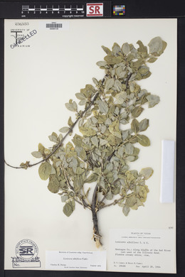 Lonicera albiflora image