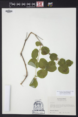 Lonicera arizonica image