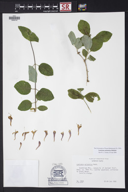 Lonicera arizonica image