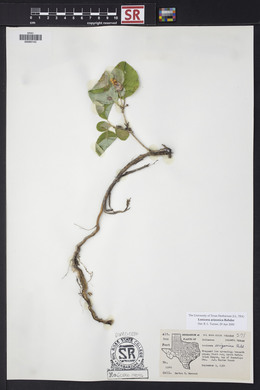 Lonicera arizonica image