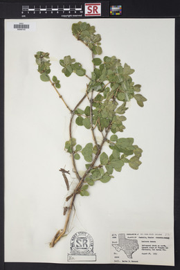 Lonicera albiflora image