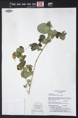 Lonicera albiflora image