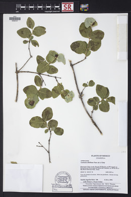 Lonicera albiflora image