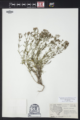 Stenaria nigricans var. nigricans image