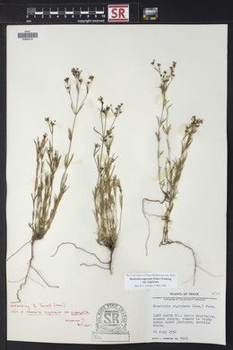 Stenaria nigricans var. nigricans image