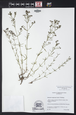 Stenaria nigricans var. nigricans image