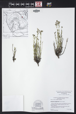 Stenaria nigricans var. nigricans image