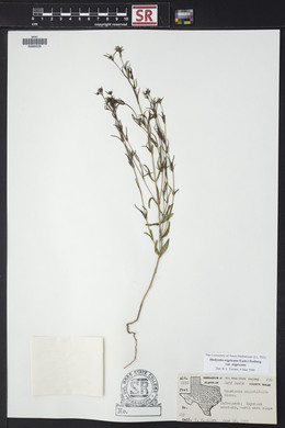 Stenaria nigricans var. nigricans image