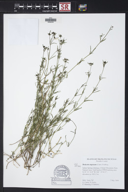 Stenaria nigricans var. nigricans image