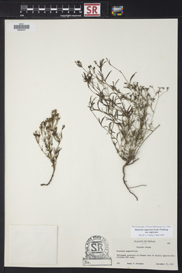 Stenaria nigricans var. nigricans image