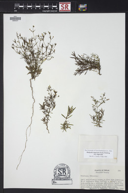 Stenaria nigricans var. nigricans image