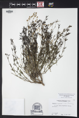 Stenaria nigricans image