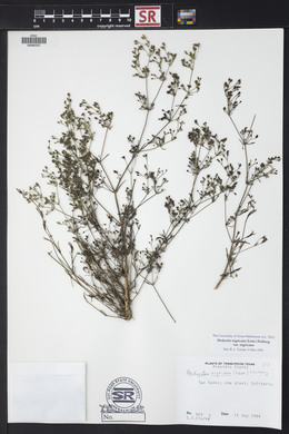 Stenaria nigricans image