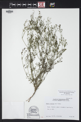 Stenaria nigricans var. nigricans image