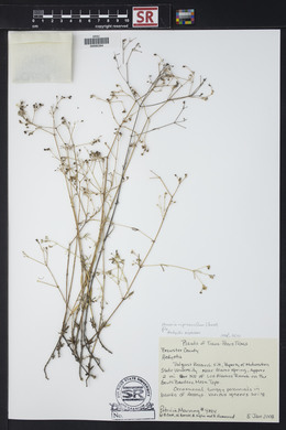 Stenaria nigricans var. nigricans image