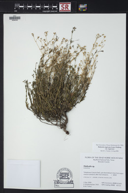 Stenaria nigricans var. nigricans image