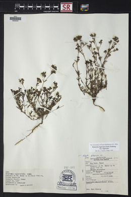 Stenaria nigricans image