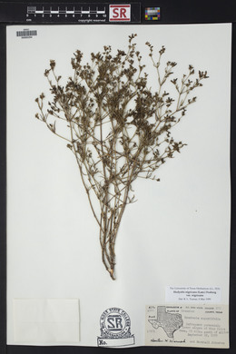 Stenaria nigricans image