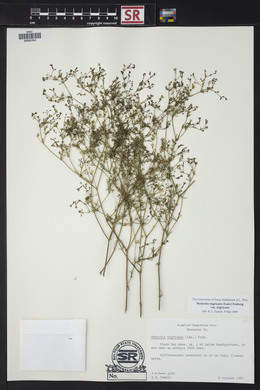 Stenaria nigricans var. nigricans image