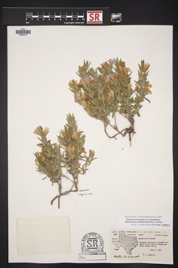 Dyschoriste linearis var. linearis image