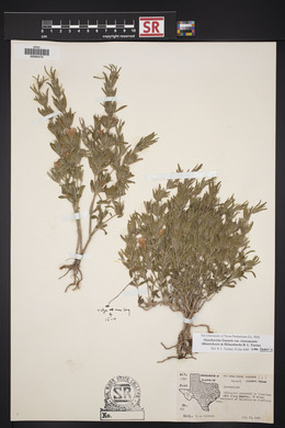 Dyschoriste linearis var. linearis image