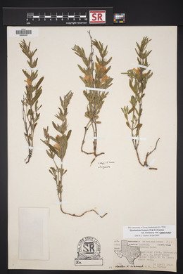 Dyschoriste linearis var. linearis image