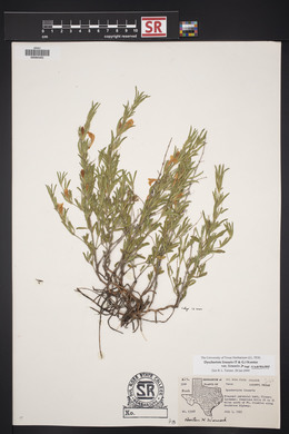 Dyschoriste linearis var. linearis image