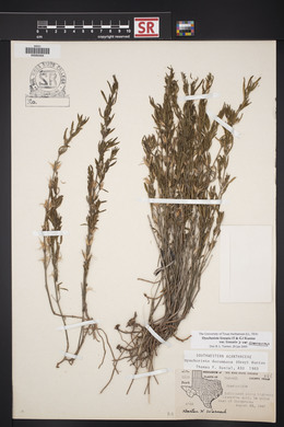 Dyschoriste linearis var. linearis image