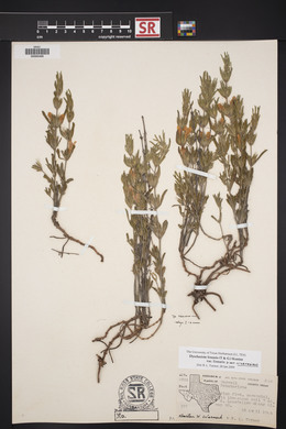 Dyschoriste linearis var. linearis image