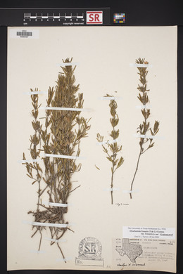 Dyschoriste linearis var. linearis image