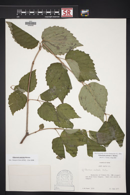 Viburnum australe image