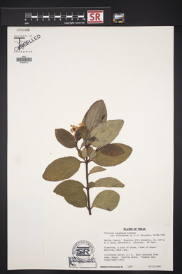 Viburnum suspensum image