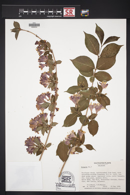 Weigela coraeensis image