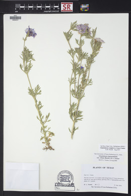 Glandularia wrightii image