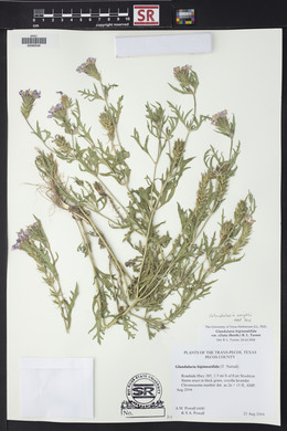 Glandularia wrightii image