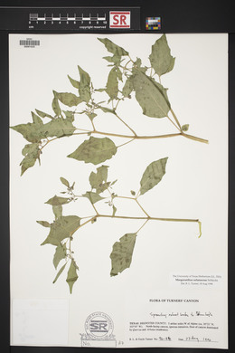 Physalis solanacea image