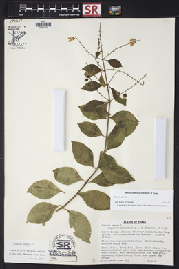 Duranta erecta image