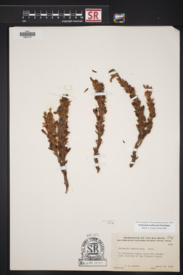 Orobanche riparia image