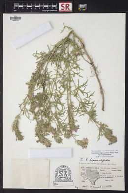 Glandularia bipinnatifida var. bipinnatifida image