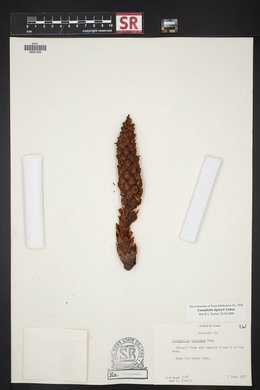 Conopholis alpina image