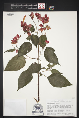 Salvia sessei image