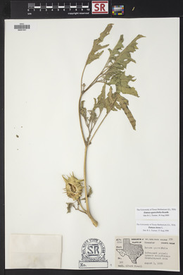 Datura quercifolia image