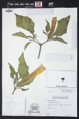 Datura wrightii image