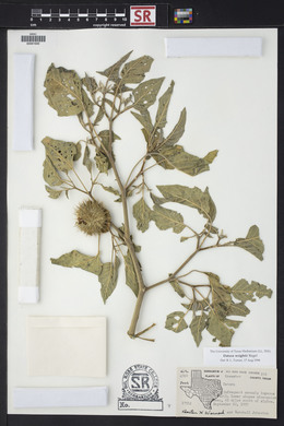 Datura wrightii image