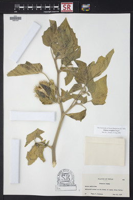 Datura wrightii image