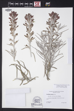 Castilleja lanata image