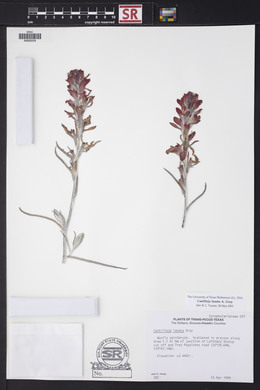 Castilleja lanata image