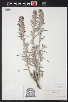 Castilleja lanata image