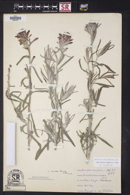 Castilleja lanata image