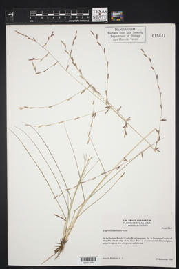 Eragrostis sessilispica image